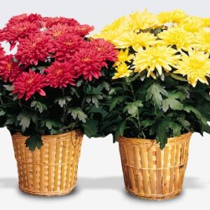 Mum Plant